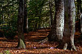 la Riserva Naturale di Monte Rufeno, Acquapendente.